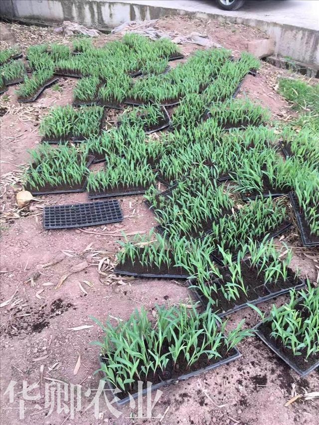 新聞:梁平有機質肥料廠家