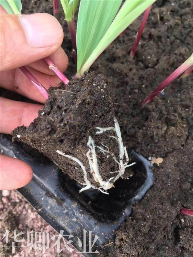 新聞涪陵種花營養(yǎng)土哪里有賣