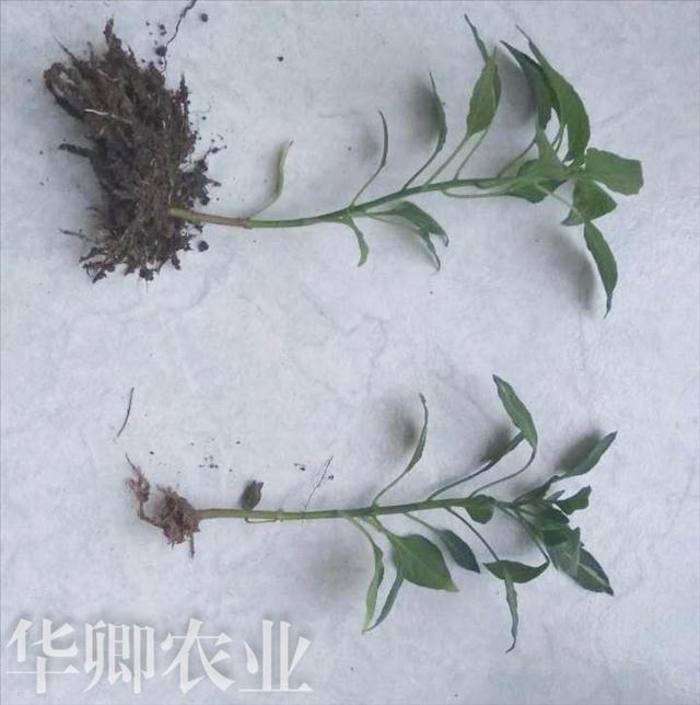 YӍ=뽭ܠI(yng)B(yng)S