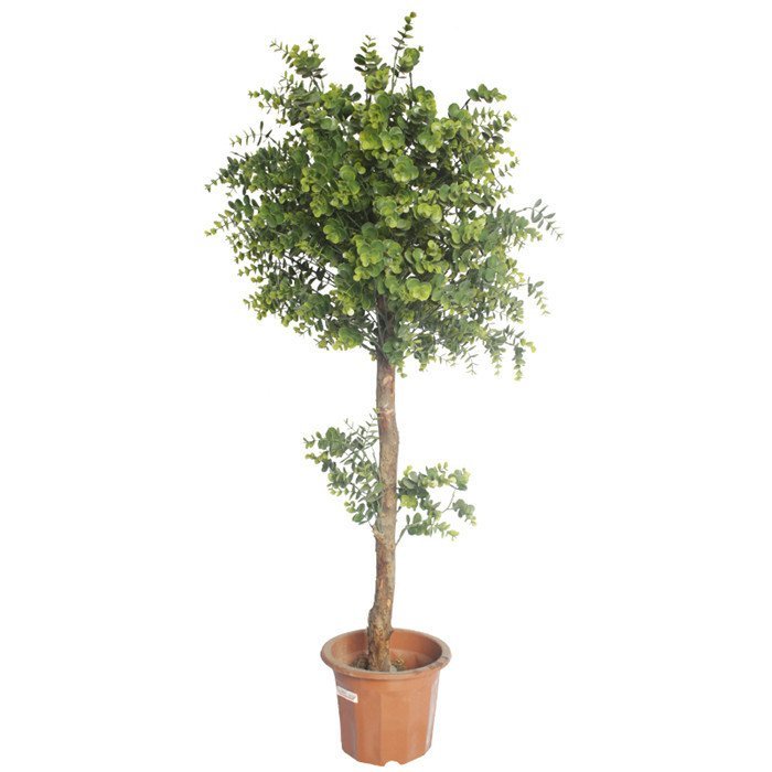 ϷʷGֲl(f)SҷUȼҾӼ͘辰