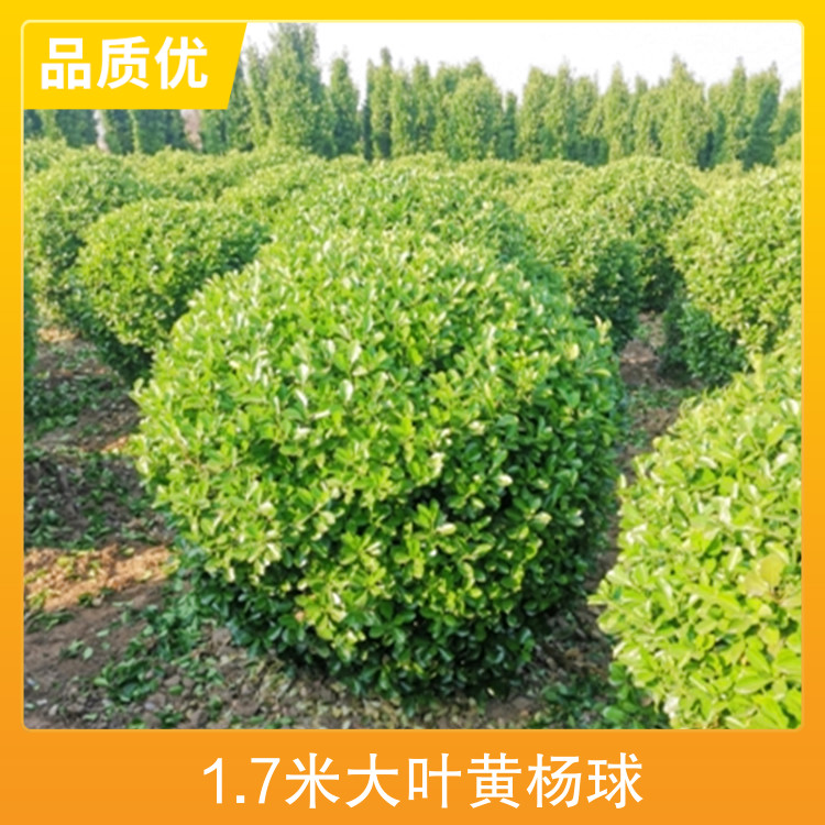 供應(yīng)1.7米大葉黃楊球樹形圓球形株高150cm品種大葉黃楊