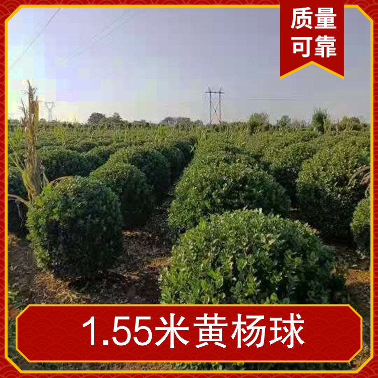 go供應1.55米黃楊球品種冬青球落葉與否常綠性土球直徑常規(guī)