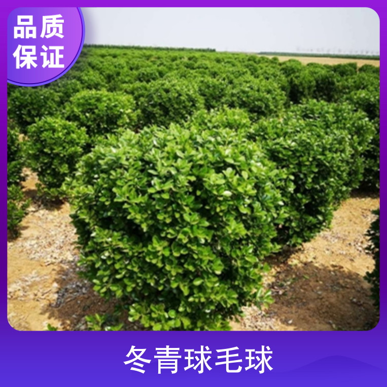 冬青球毛球品種大葉黃楊園林用途地被,灌叢,綠籬