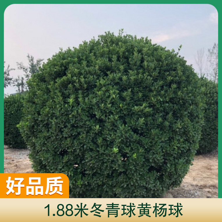 1.88״~SƷN@;,ر