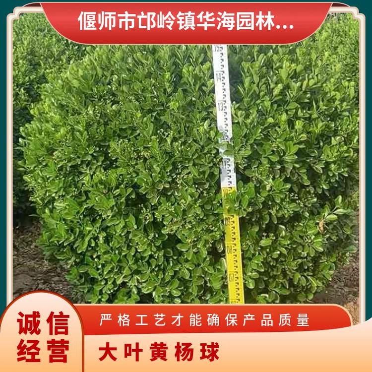 100cm-200cm高大葉黃楊供應(yīng)庭院綠植大葉黃楊球筆直挺拔帶土球