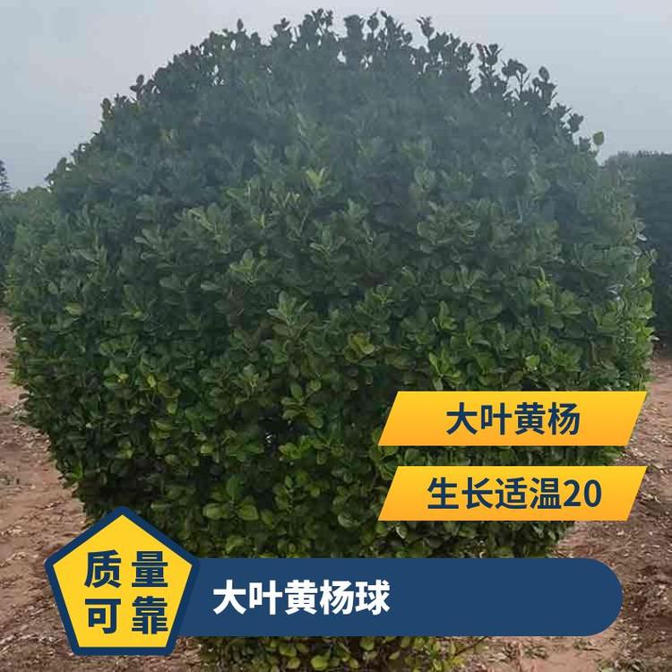 圓球形常綠灌木大葉黃楊球冬青球耐寒耐旱80公分1米1.2米1.5米
