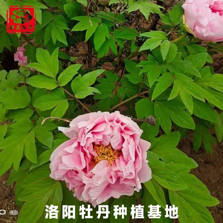 깩(yng)ꖼtĵƷ^pĵƷNRȫɰĵ