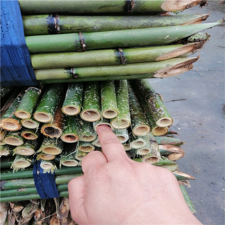 l(f)ЈṩNҎ(gu)ּ(x)Ӳˈ@