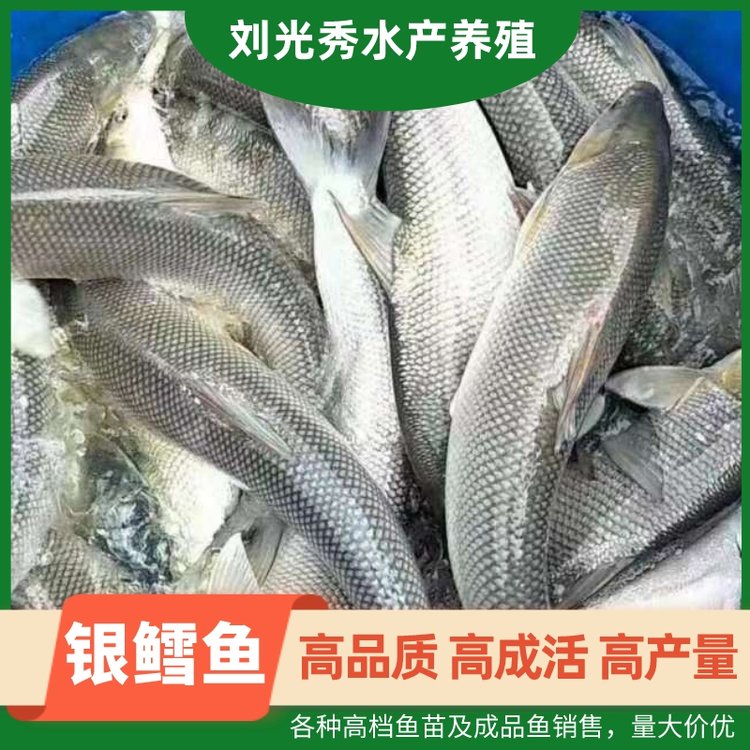 yL~Nߙn~缰Ʒ~\جF(xin)؛