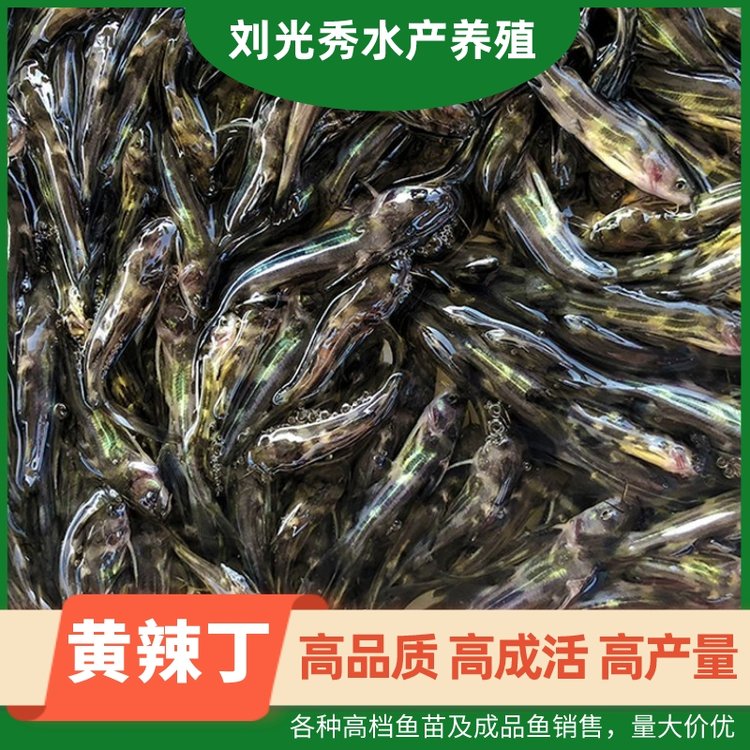 S3-4S~缰Ʒ~~B(yng)ֳF(xin)؛ٰl(f)ˮa(chn)