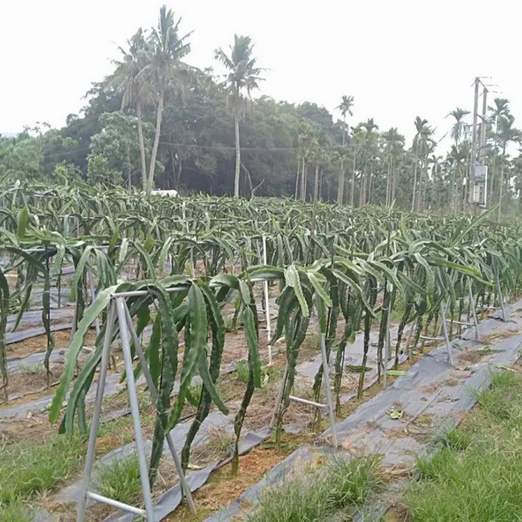 ꖳݲڹ͸͸ˮíh(hun)