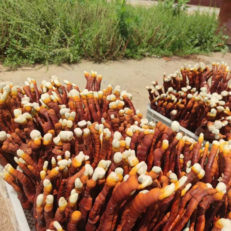 a(chn)ع(yng)֥Ԫ¹`֥r^pL38cm؛Դ