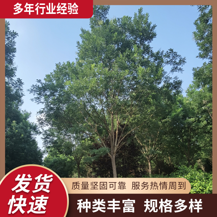 6-8-10-12-16-18公分園林景觀國(guó)槐工程綠化行道樹冠幅豐滿