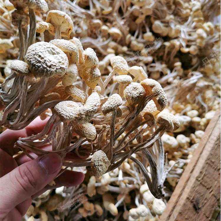 ՚ĢəC(j)ײ(sh)ɷȫԄ(dng)늺r(nng)͸O(sh)