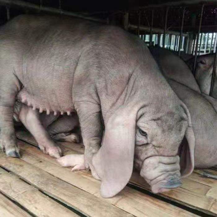 ԭN̫ĸiĸԺ÷ֳһC12^ҘLڹ(yng)