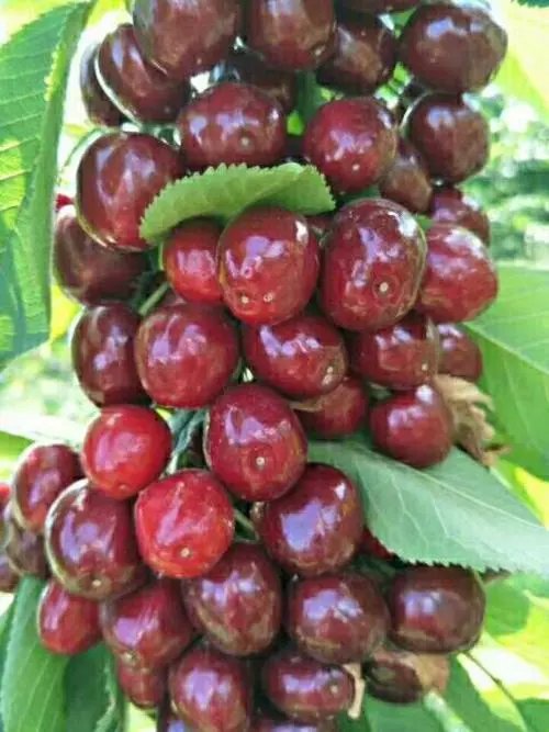 I(y)ľNֲ,M(fi)ָ(do)Nֲg(sh),ȫ(gu)\(yn)ݔ