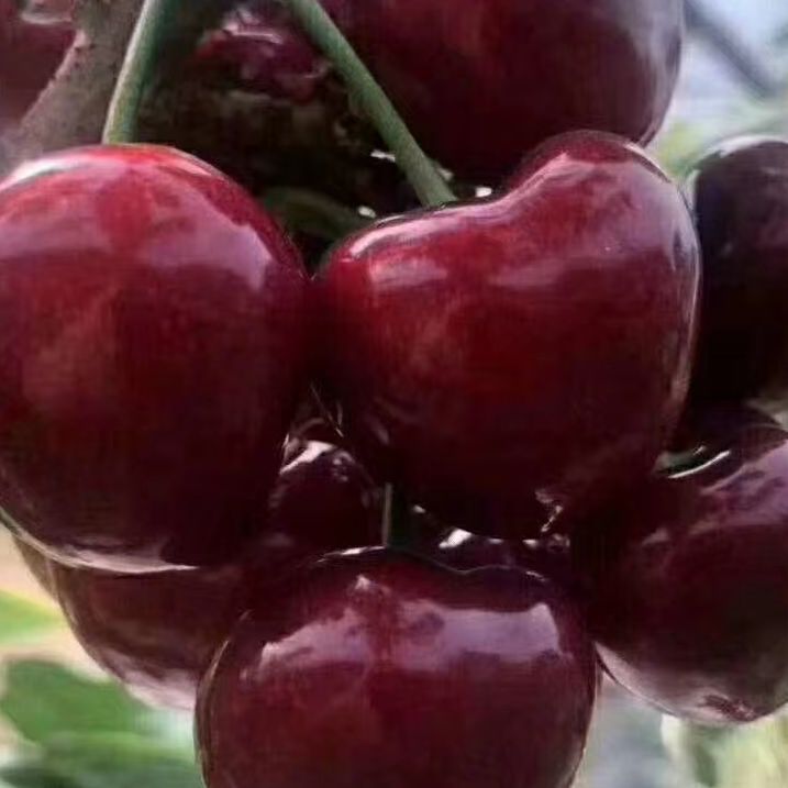 Ҙ܇?yn)جF(xin)ڬF(xin)l(f)Ҏ(gu)ƷNSl(f)