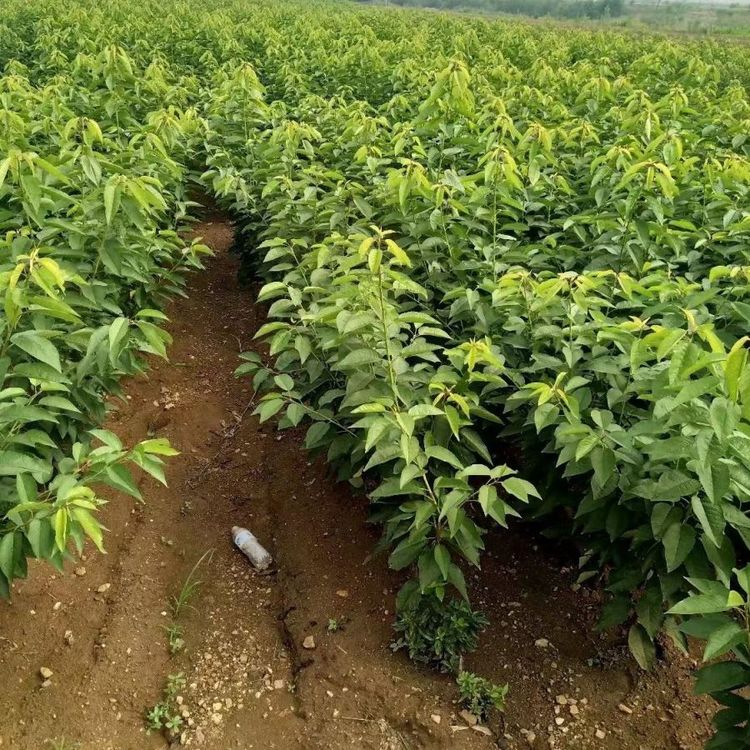 ܇?yn)Ӵ޽Y(ji)(dng)NֲmϱԙҘ